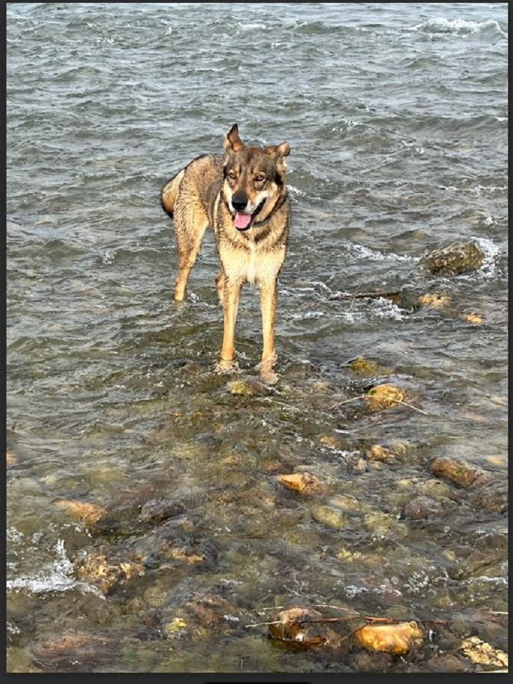 Beatus Canis Éducation Canine Saint Andiol — photo