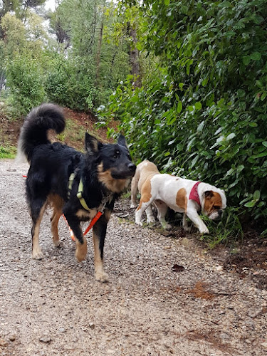 MY DOG'S Pension animalière Draguignan