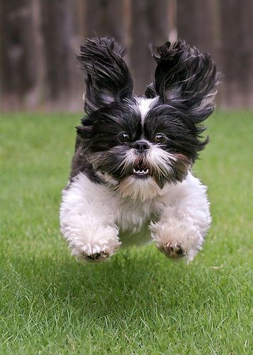 MY DOG'S Pension animalière Draguignan — photo