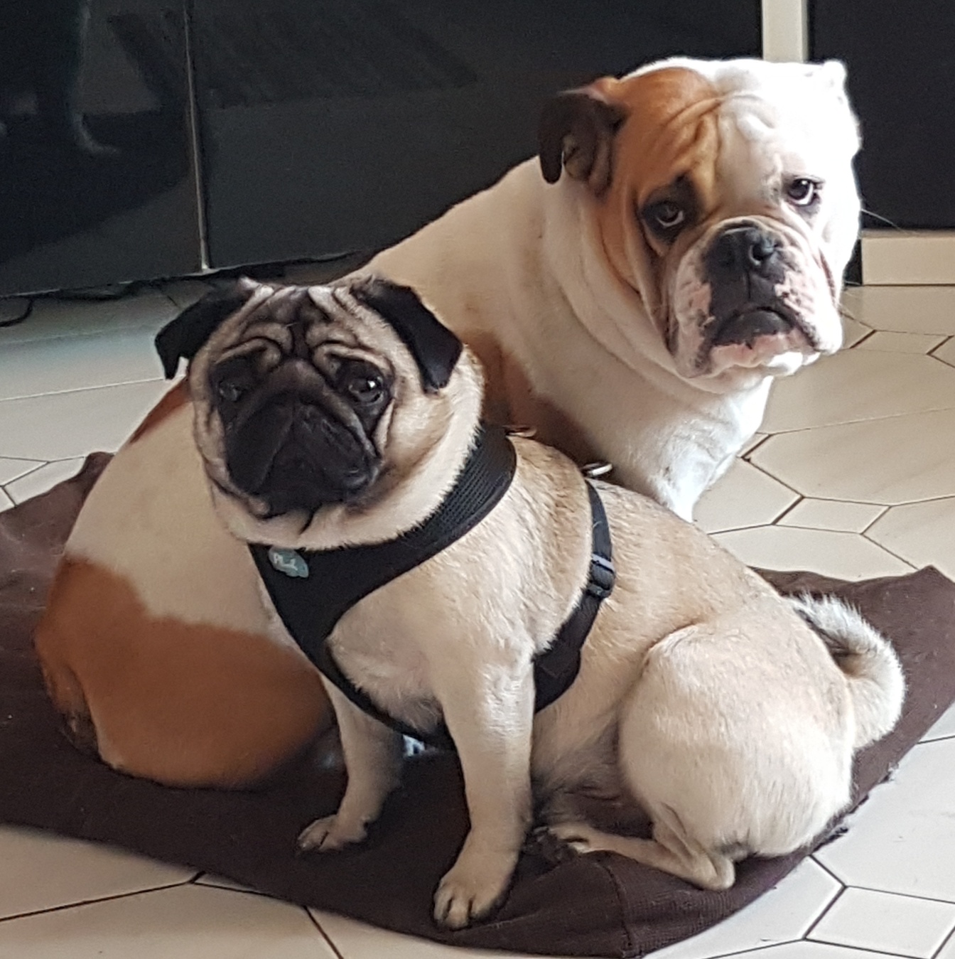 MY DOG'S Pension animalière Draguignan — photo