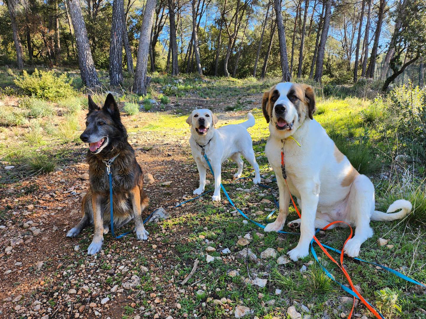 MY DOG'S Pension animalière Draguignan — photo
