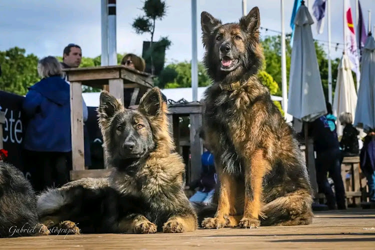 Altdeutsche Schäferhunde Elevage Bergers Allemands poils longs Gers-Occitanie