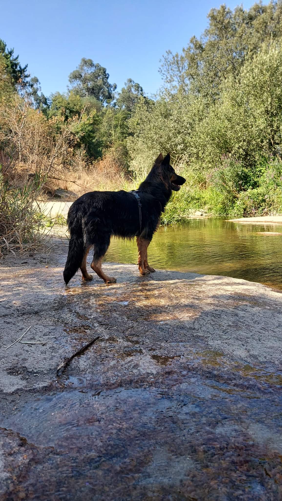 Altdeutsche Schäferhunde Elevage Bergers Allemands poils longs Gers-Occitanie — photo