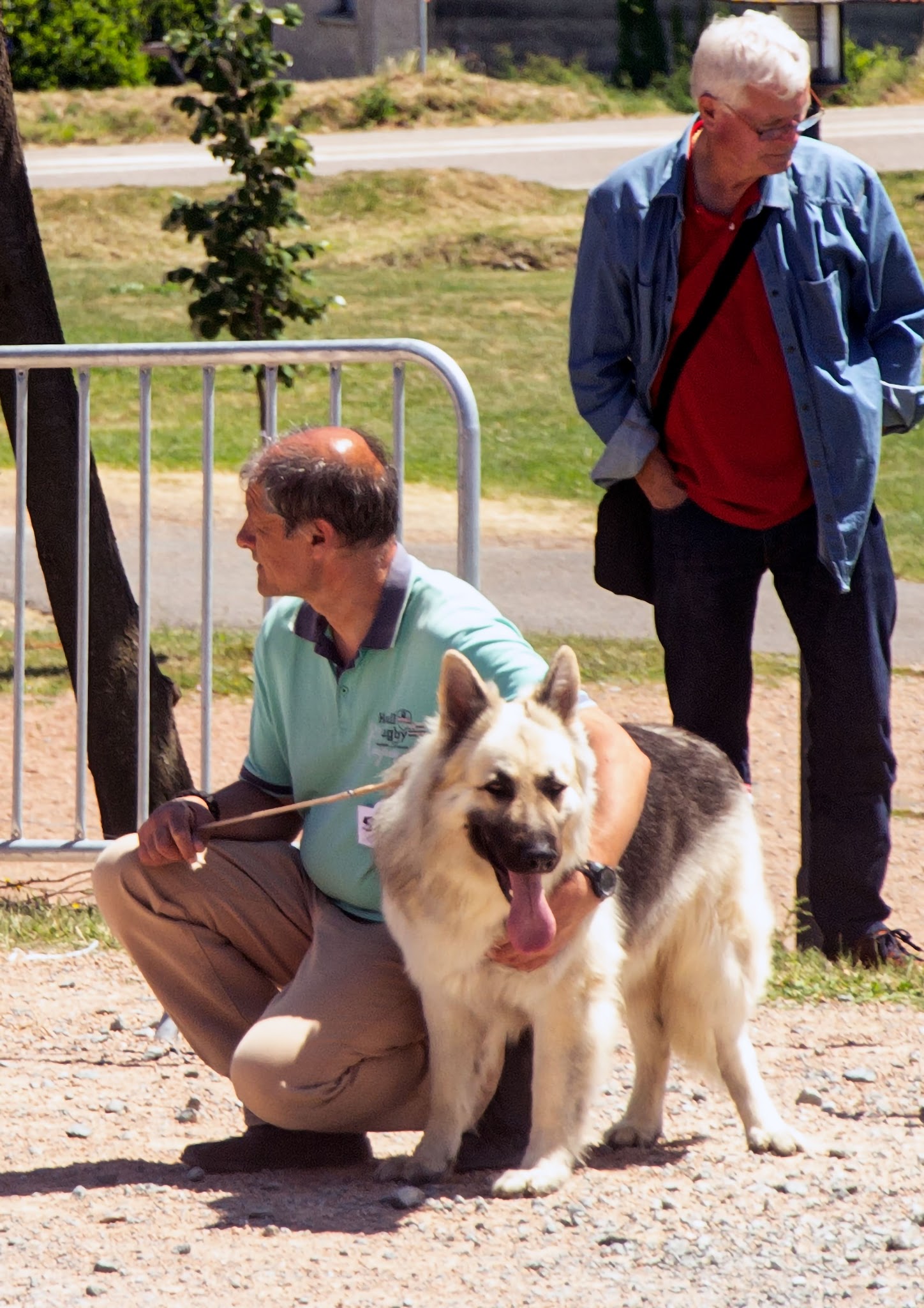 Altdeutsche Schäferhunde Elevage Bergers Allemands poils longs Gers-Occitanie — photo