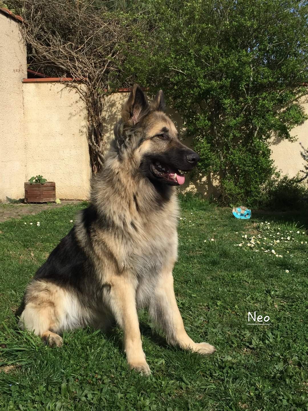 Altdeutsche Schäferhunde Elevage Bergers Allemands poils longs Gers-Occitanie — photo