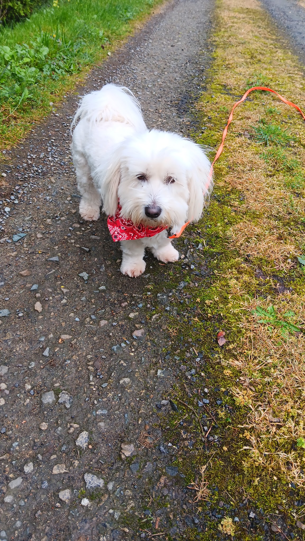 Pension canine Sarthe PEARL FAMILY & CO — photo