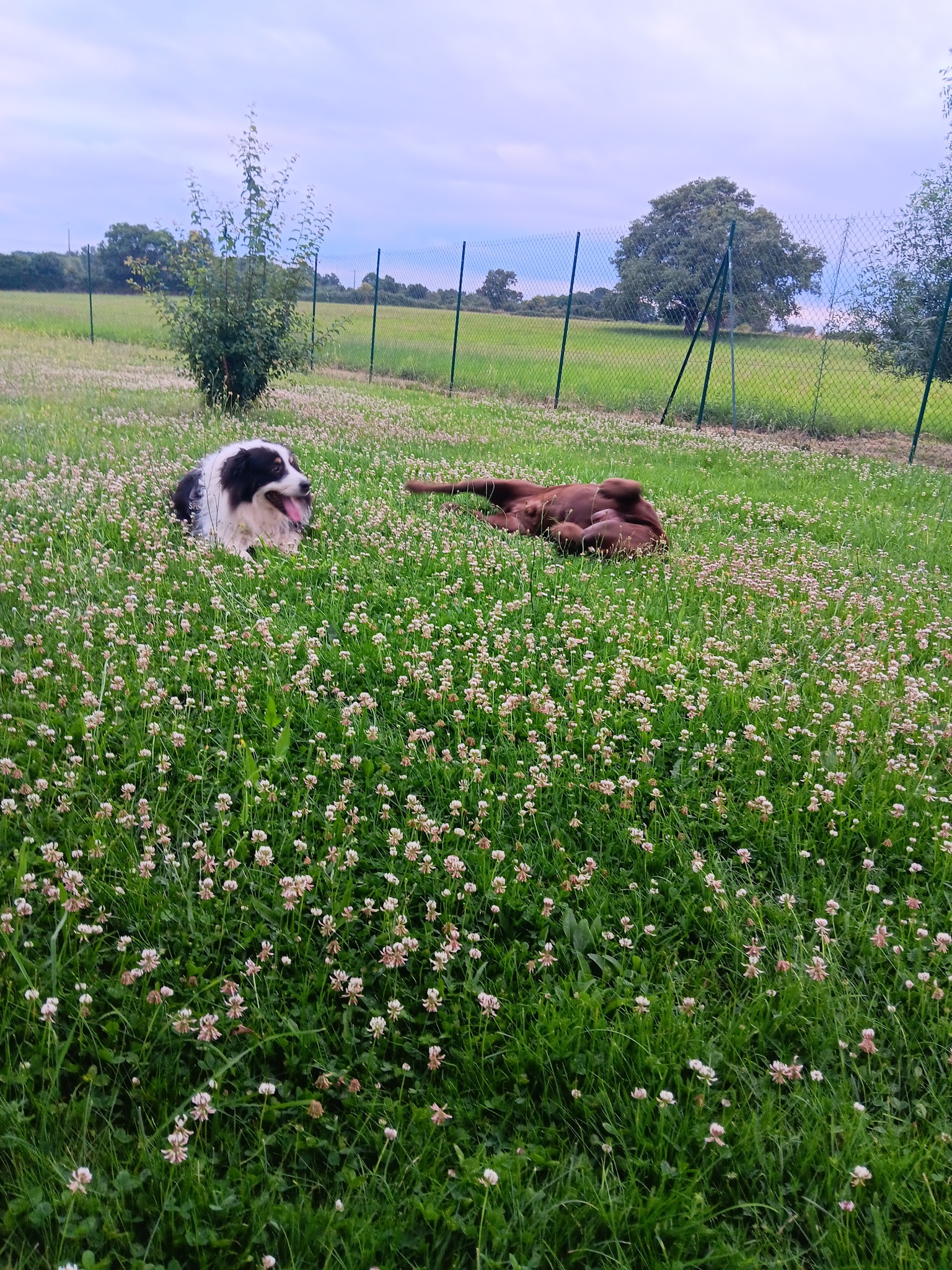 Pension canine Sarthe PEARL FAMILY & CO — photo