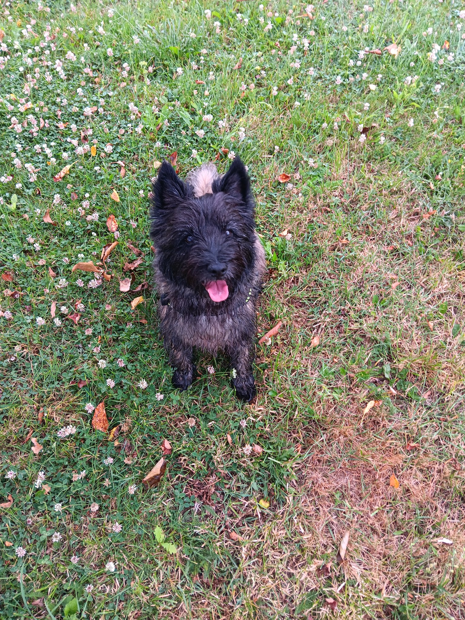 Pension canine Sarthe PEARL FAMILY & CO — photo