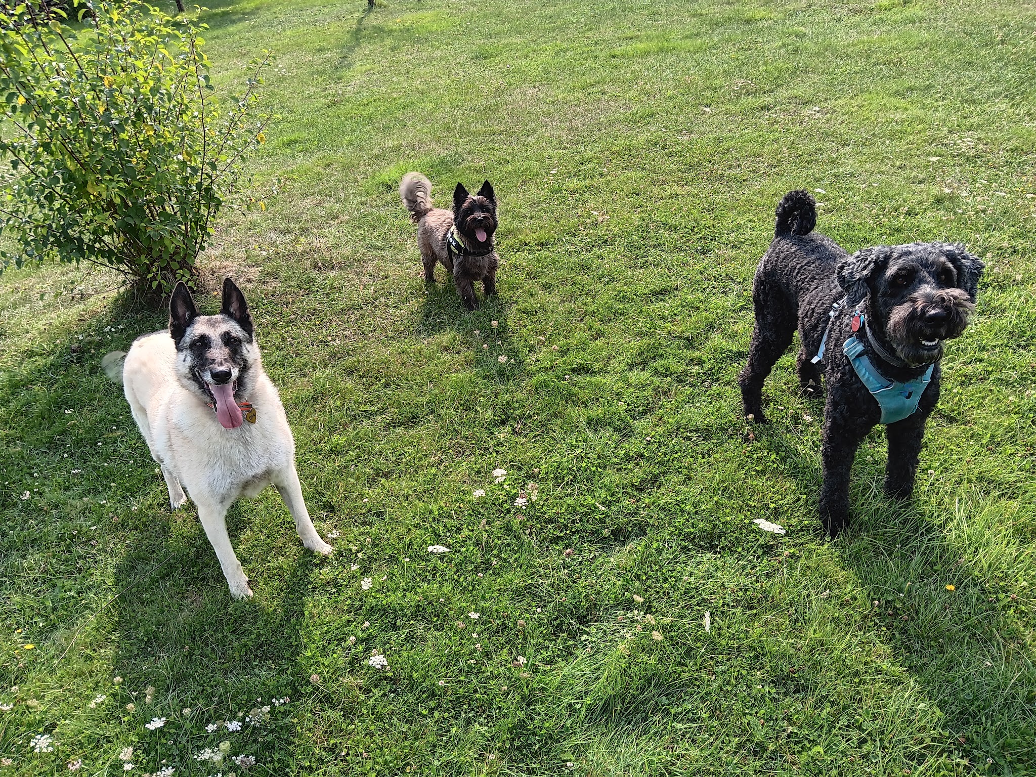 Pension canine Sarthe PEARL FAMILY & CO