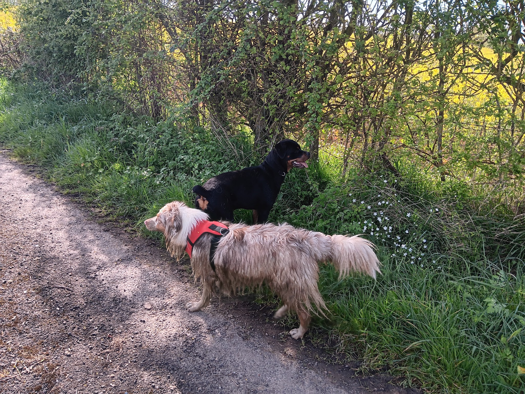 Pension canine Sarthe PEARL FAMILY & CO — photo