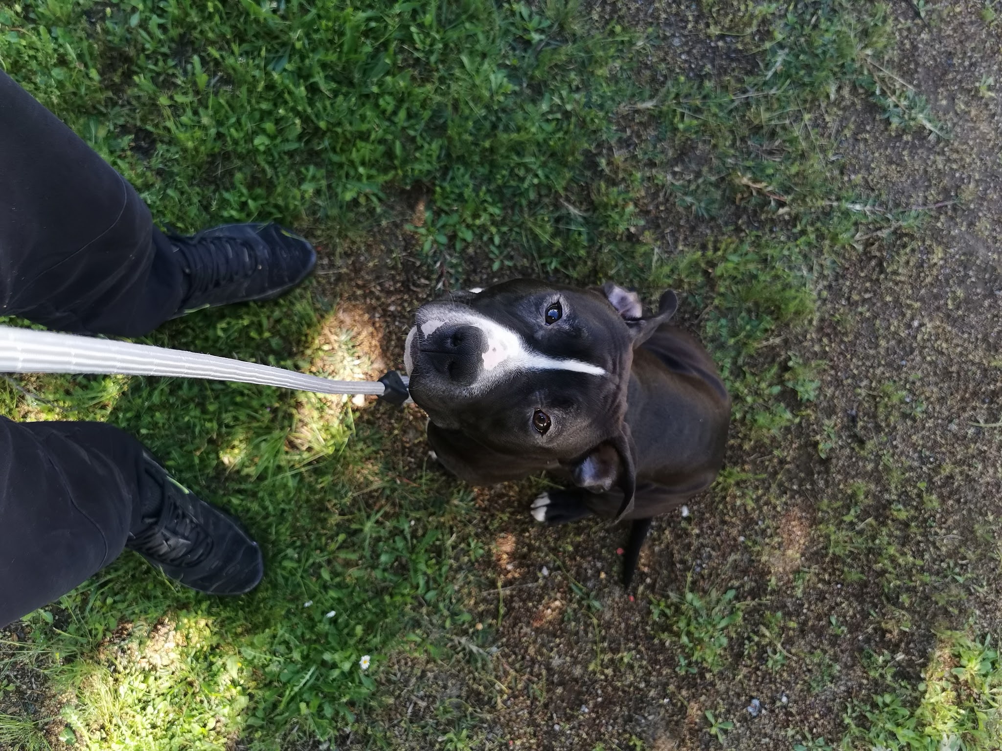 Edu'Canine — photo
