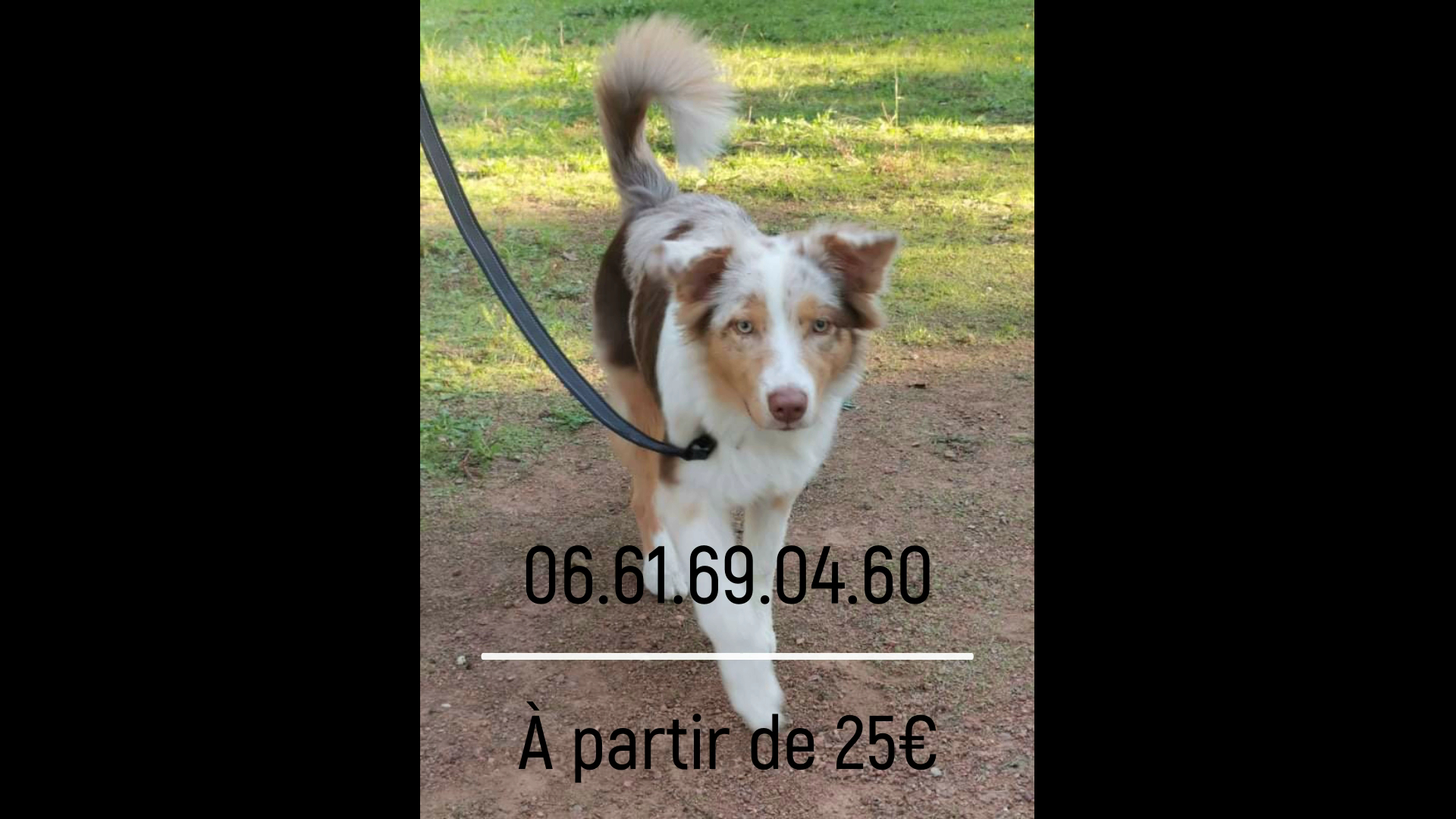 Edu'Canine — photo