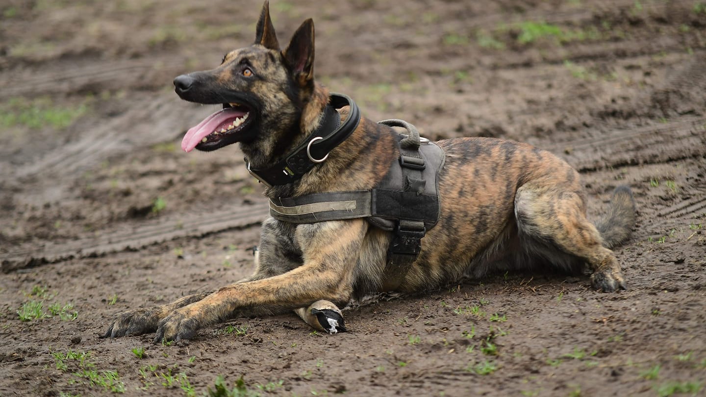 Edu'Canine — photo