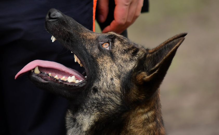 Edu'Canine — photo