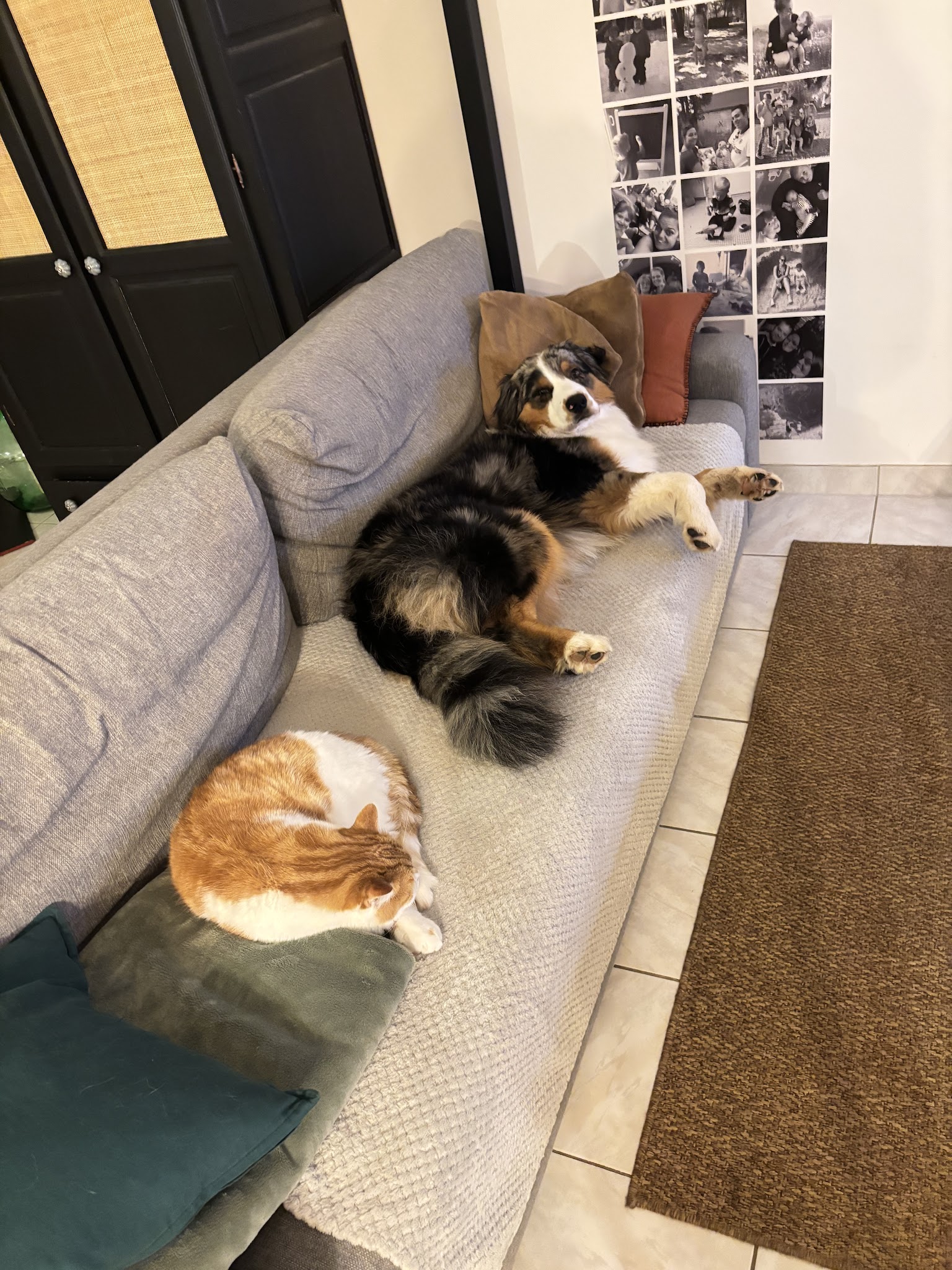 Educadog37 — photo