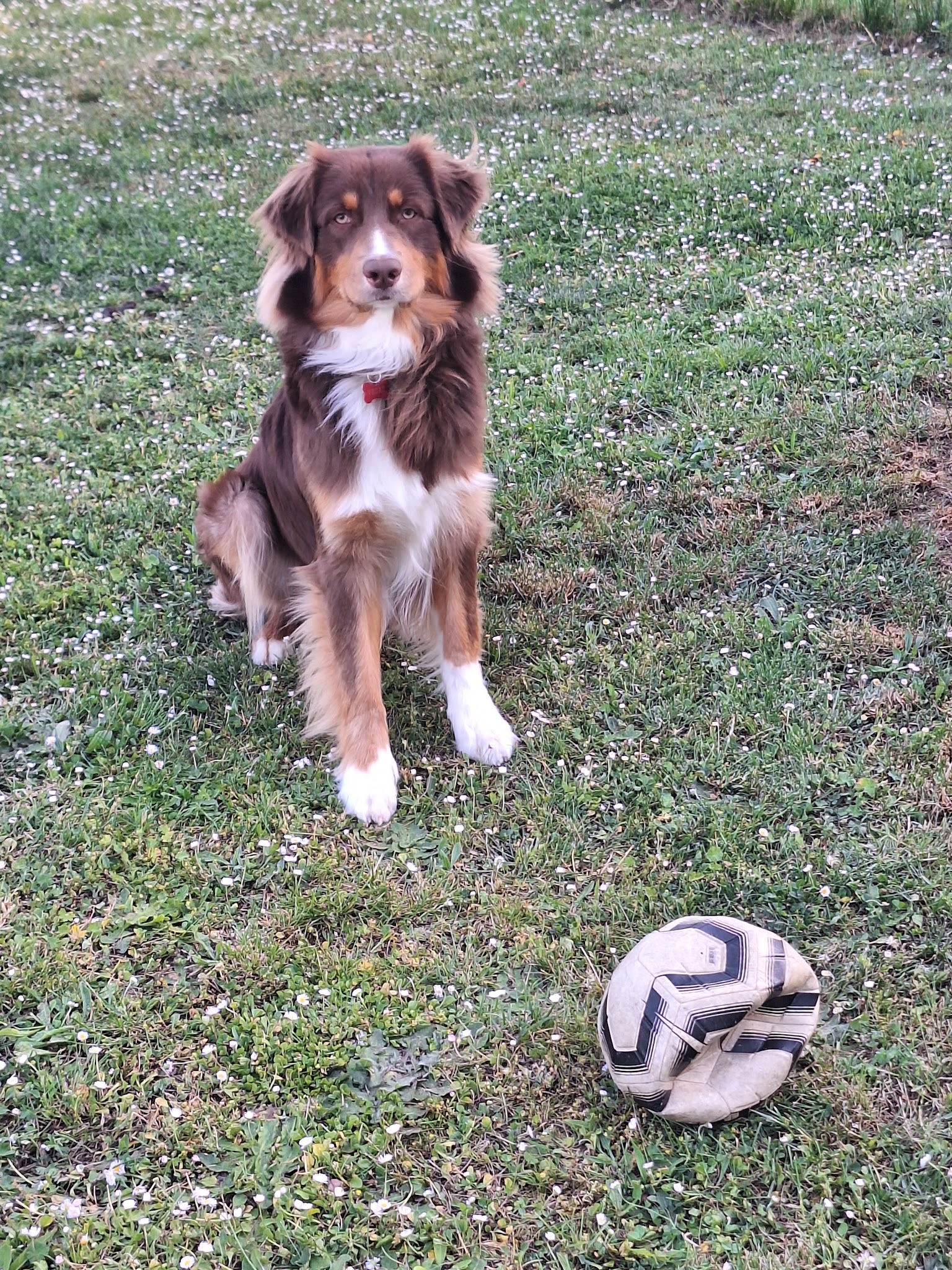 Educadog37