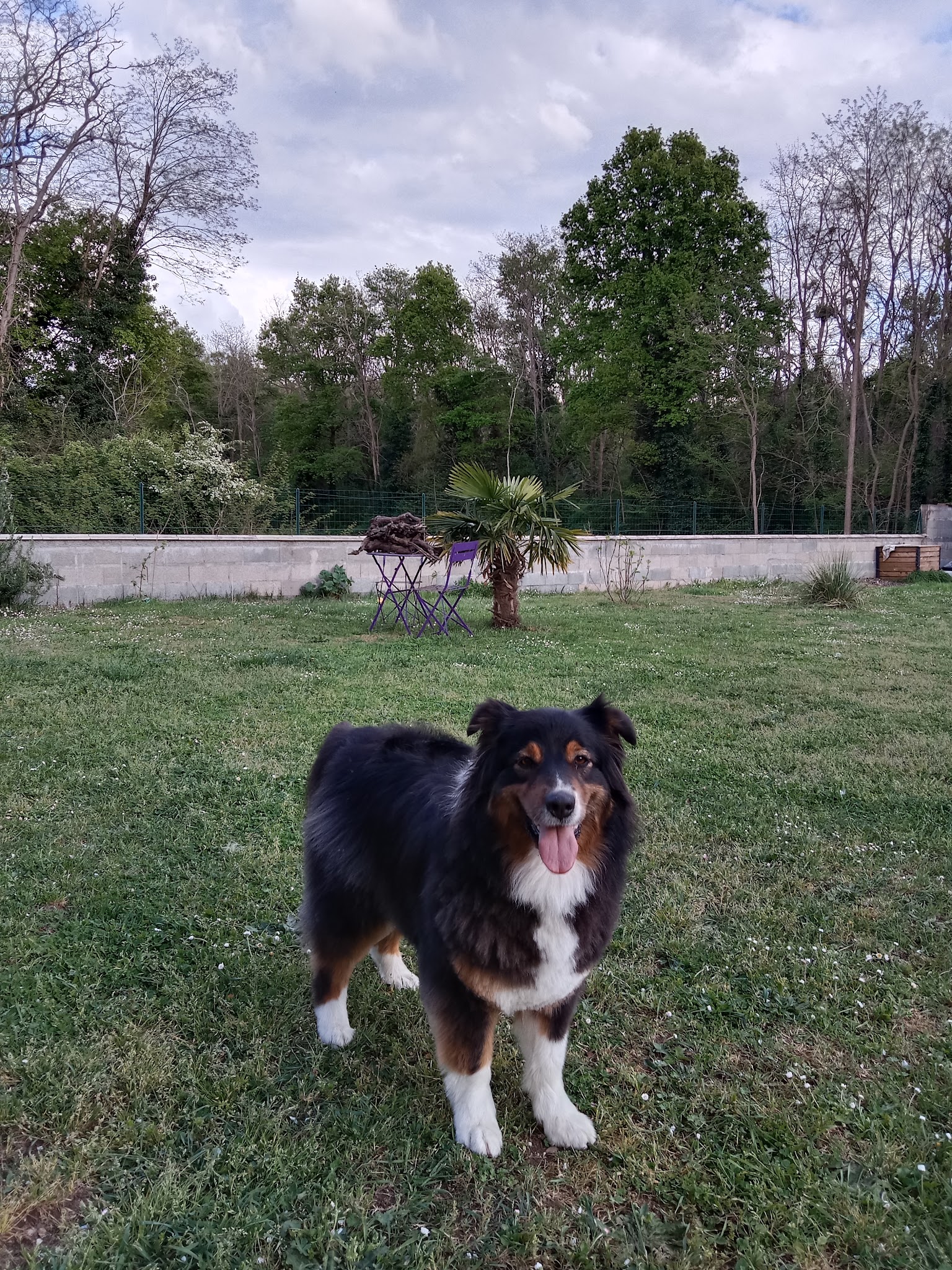 Educadog37 — photo