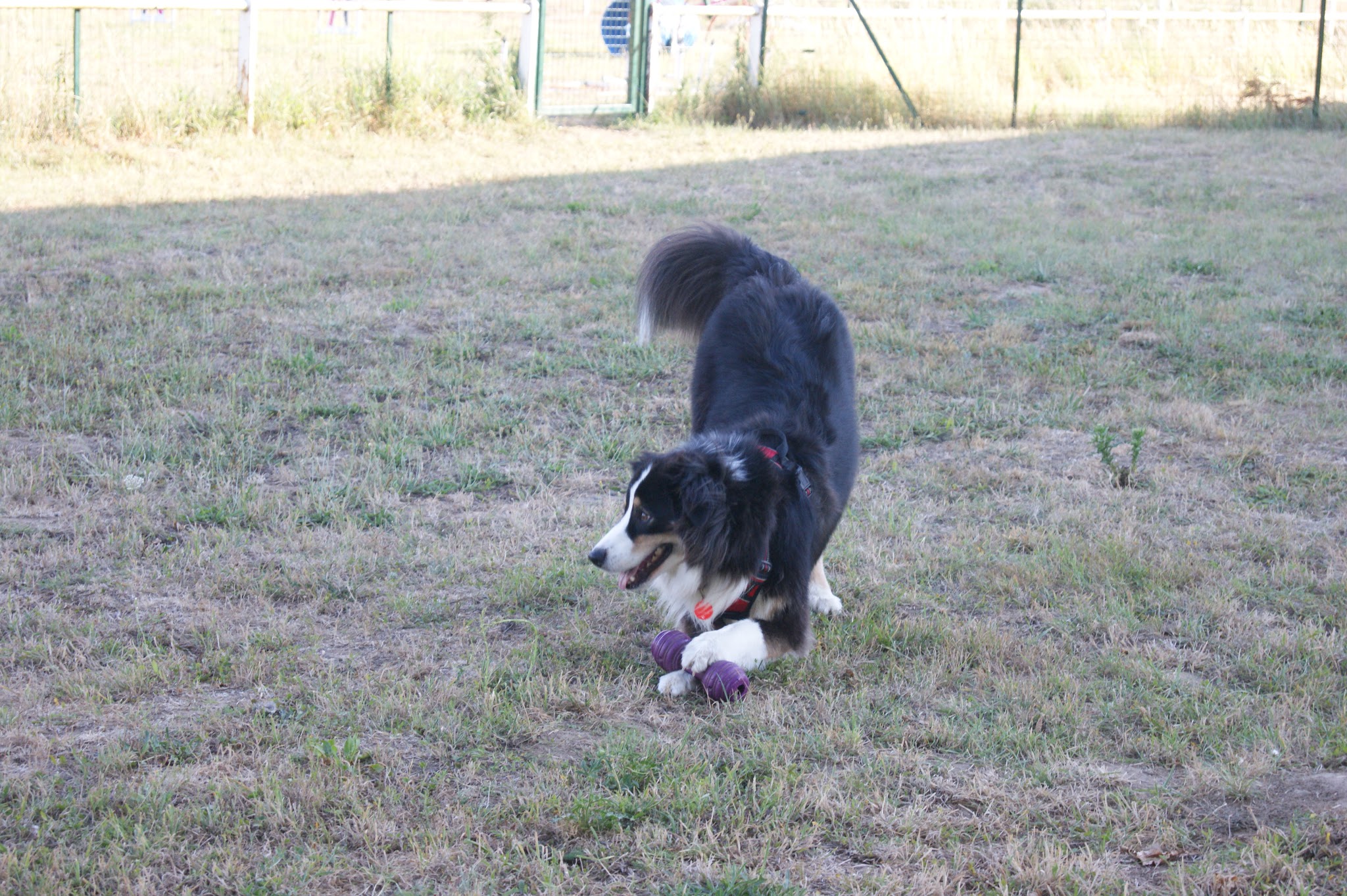Educadog37 — photo