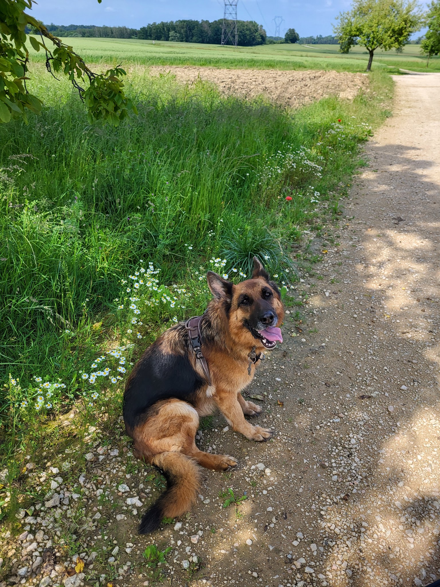Camille, soigneuse animalière Petsitter — photo