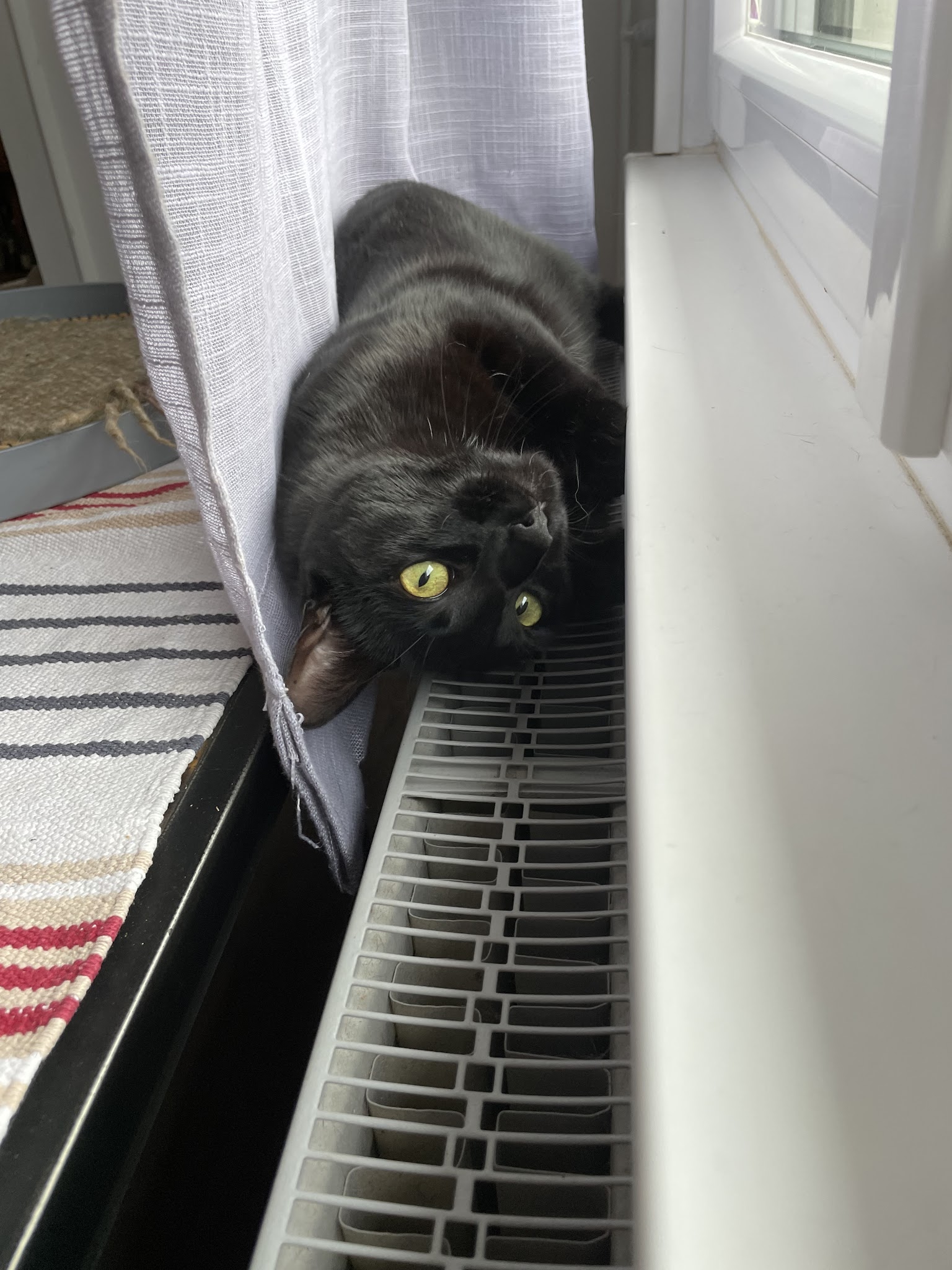 Camille, soigneuse animalière Petsitter — photo