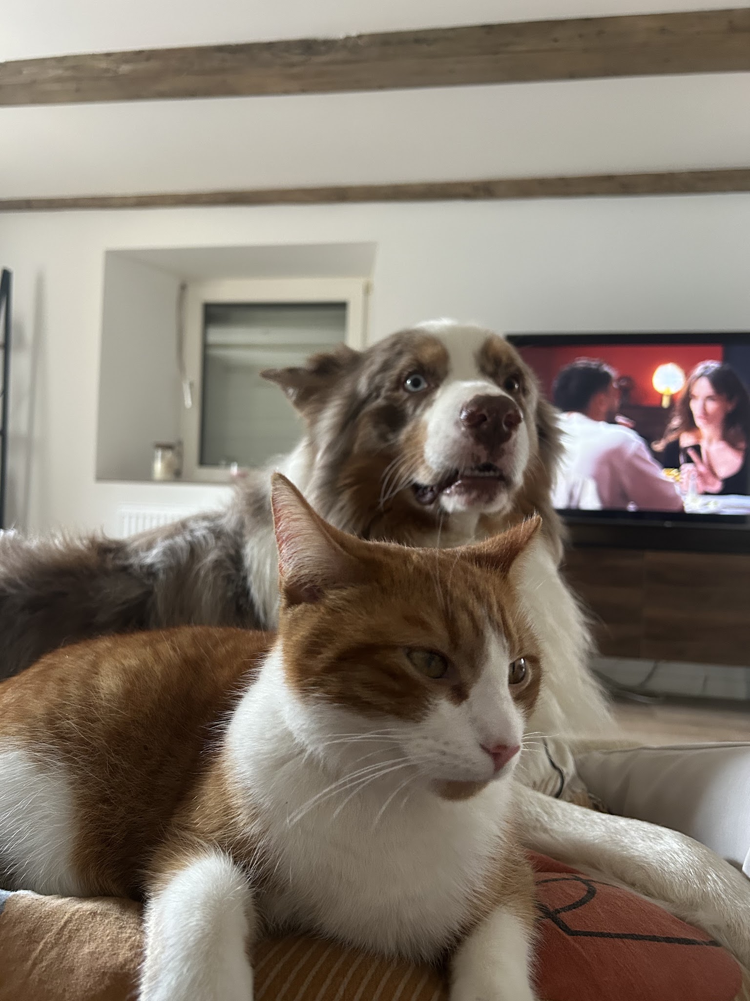 Camille, soigneuse animalière Petsitter — photo