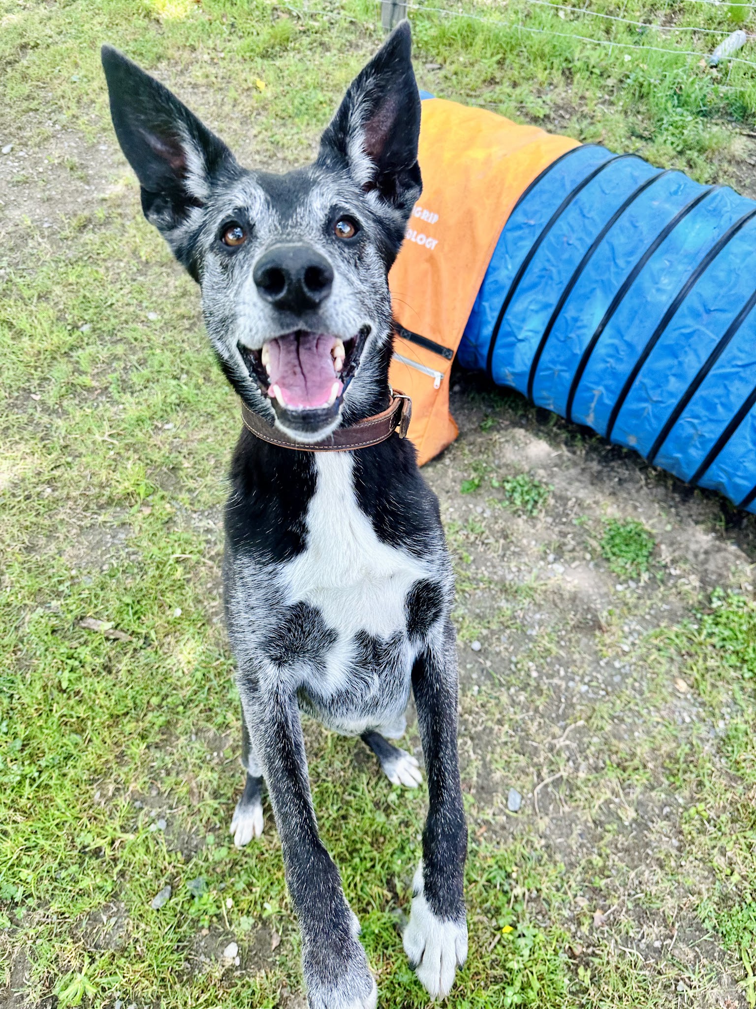 CV’N DOG — photo