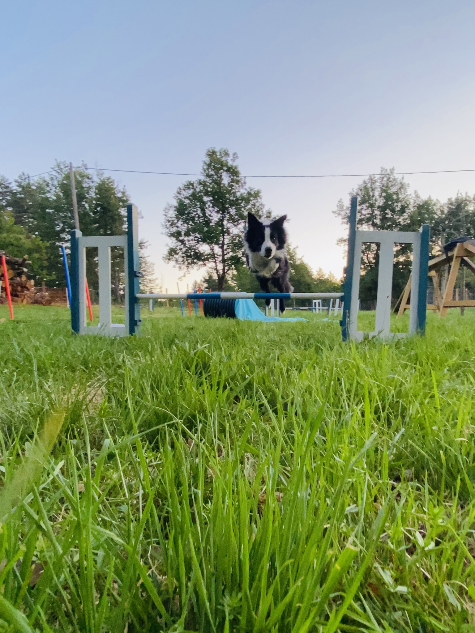CV’N DOG — photo