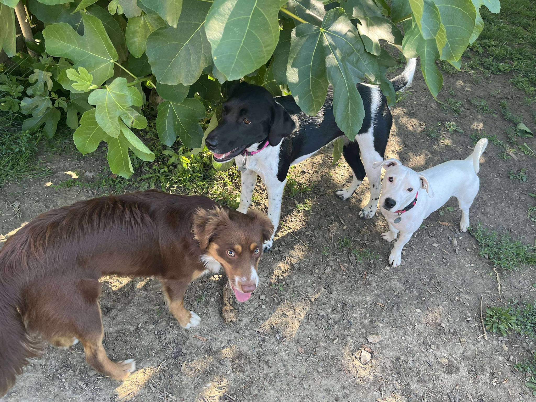 Ô Croc Mignon - Pension et Éducation Canine — photo