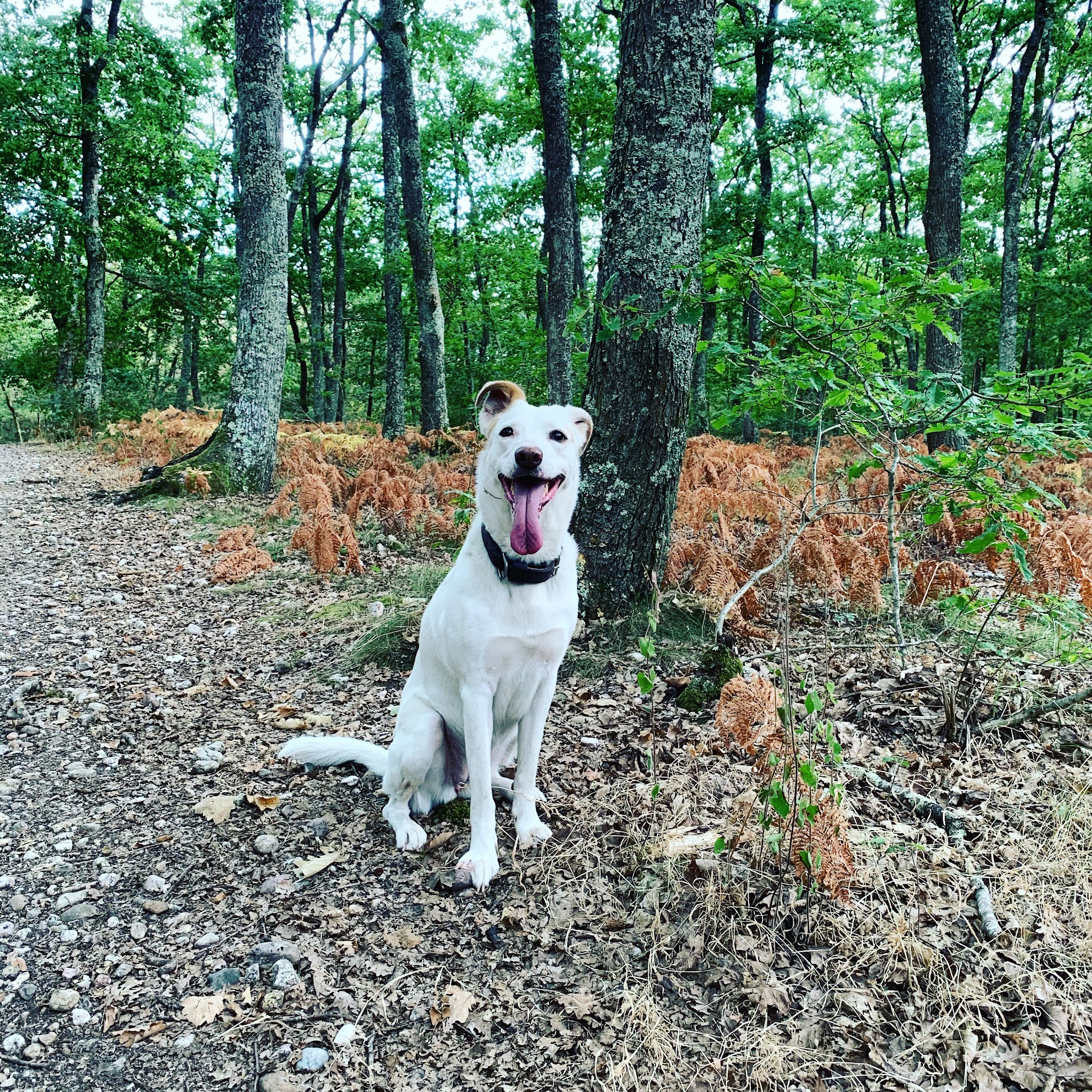 Ô Croc Mignon - Pension et Éducation Canine — photo
