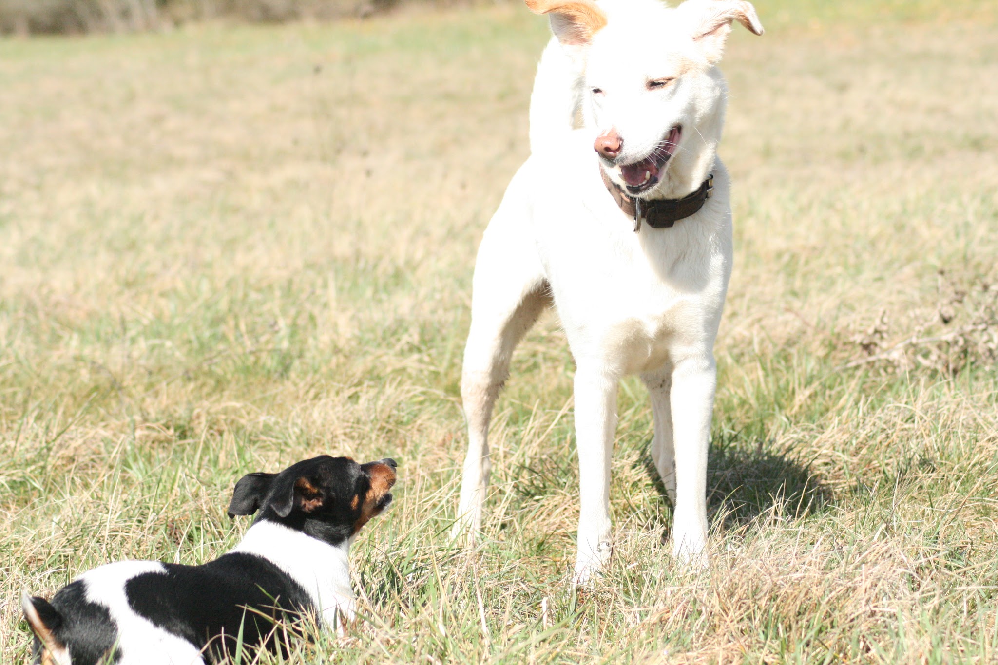Ô Croc Mignon - Pension et Éducation Canine — photo