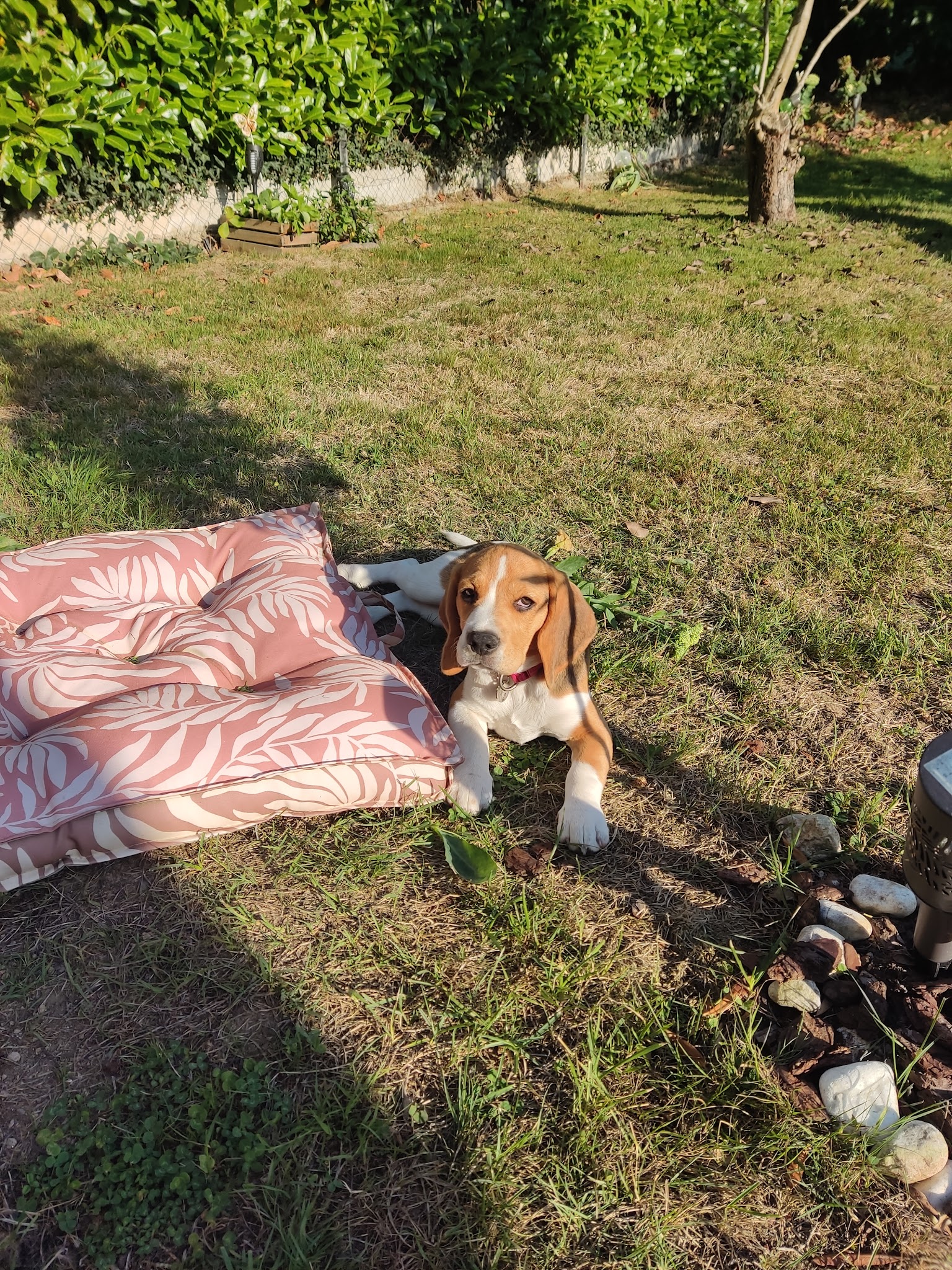 ETB-K9 Academy éducateur comportementaliste canin — photo