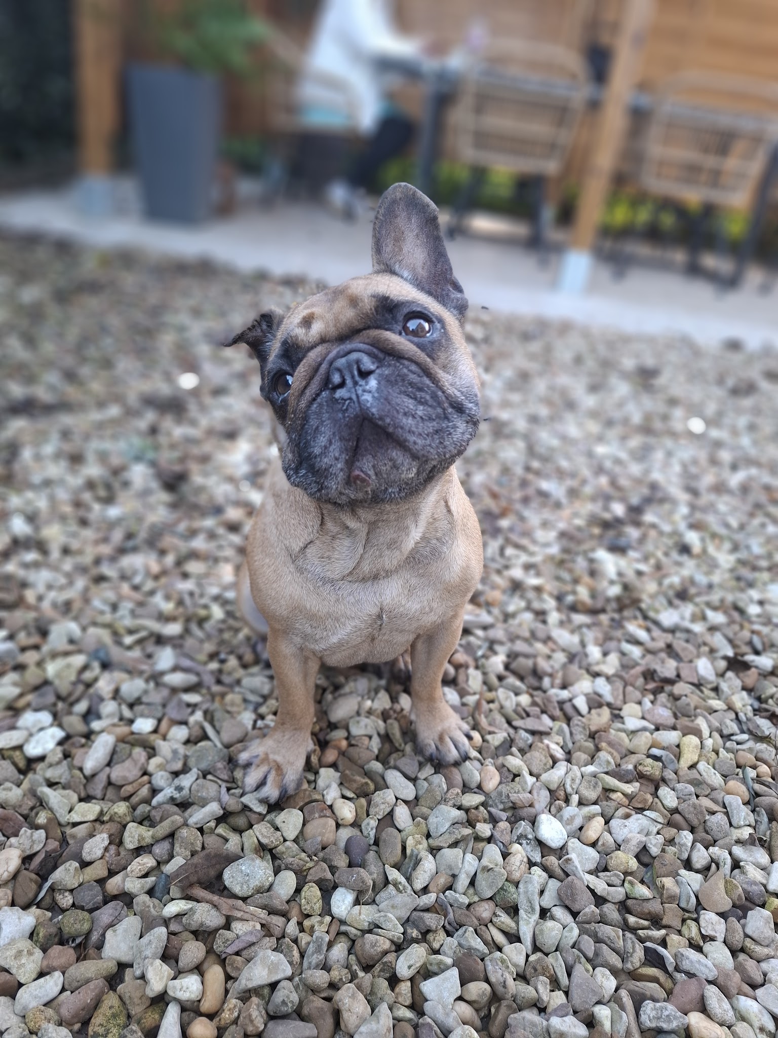 Prom'Dog JCF — photo