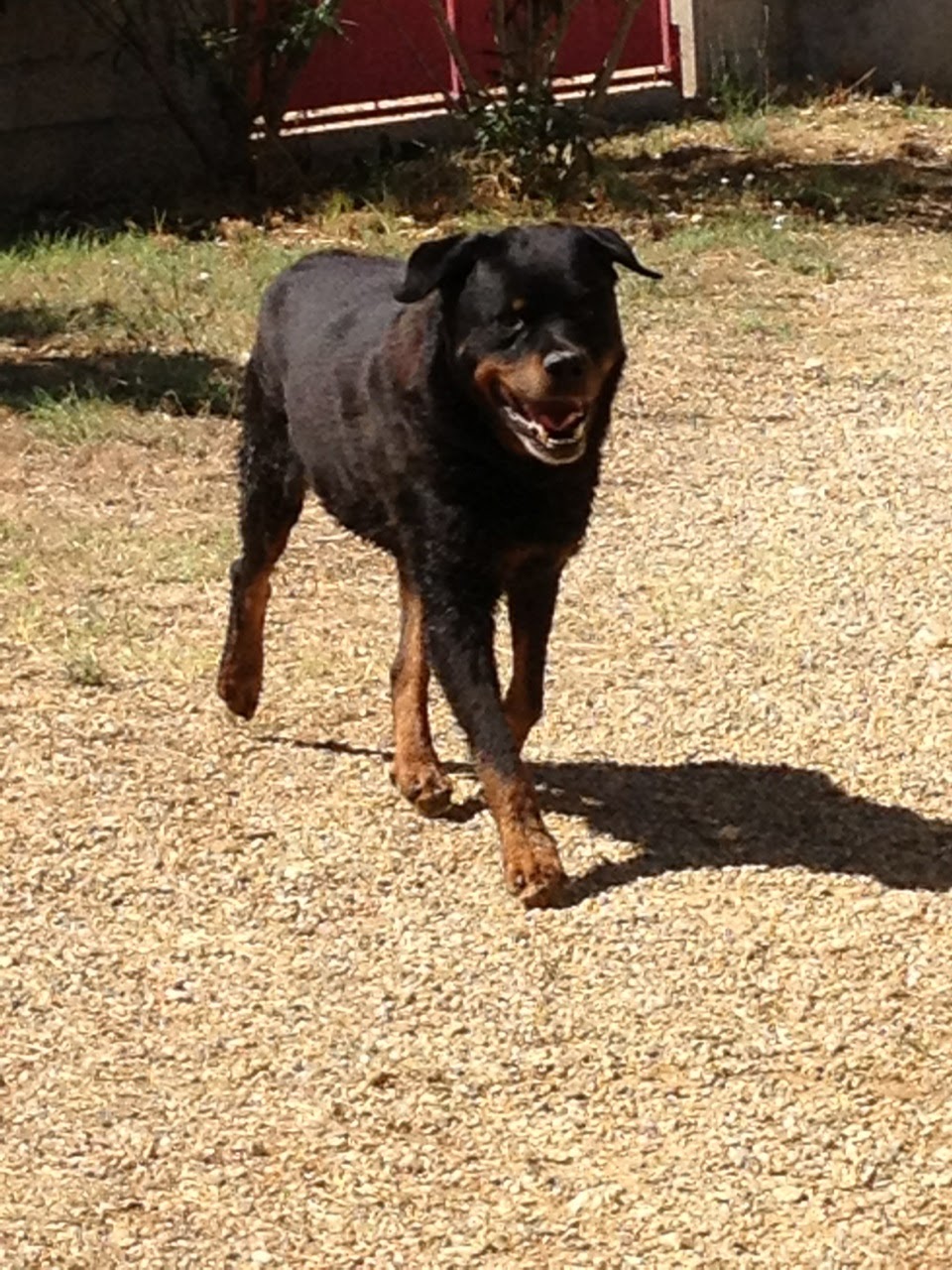 Animalia Pension Chiens Chats — photo