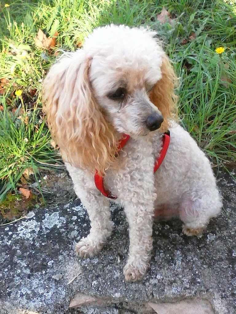 Animalia Pension Chiens Chats — photo