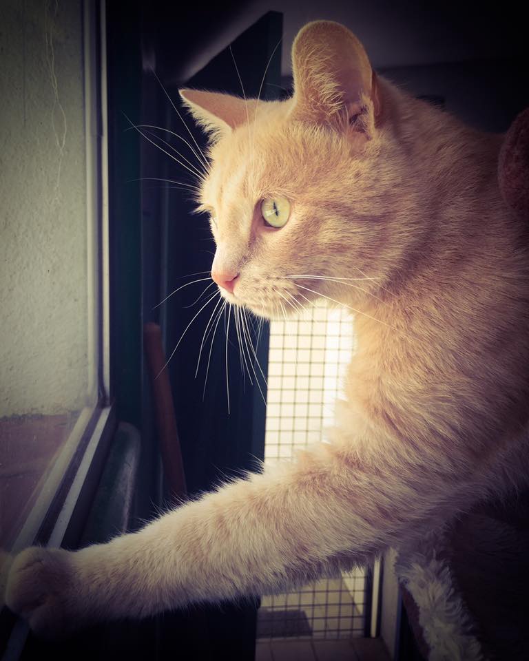 Animalia Pension Chiens Chats — photo
