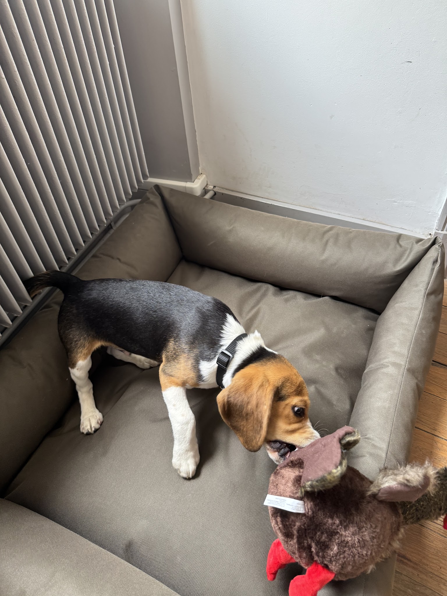 Le Clos Du Bonheur (Élevage, Pension canine, Animalerie, Toilettage, Education) — photo