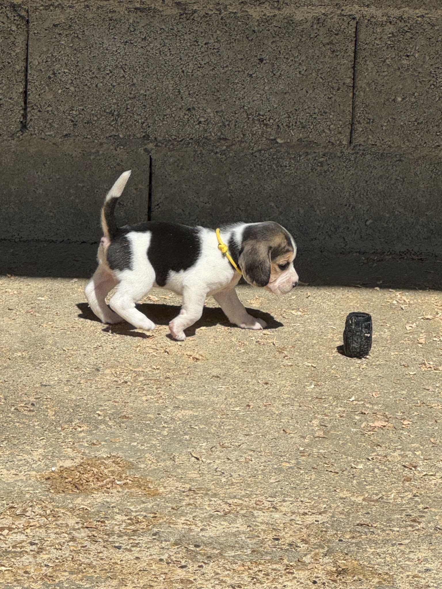Le Clos Du Bonheur (Élevage, Pension canine, Animalerie, Toilettage, Education) — photo