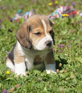 Le Clos Du Bonheur (Élevage, Pension canine, Animalerie, Toilettage, Education) — photo