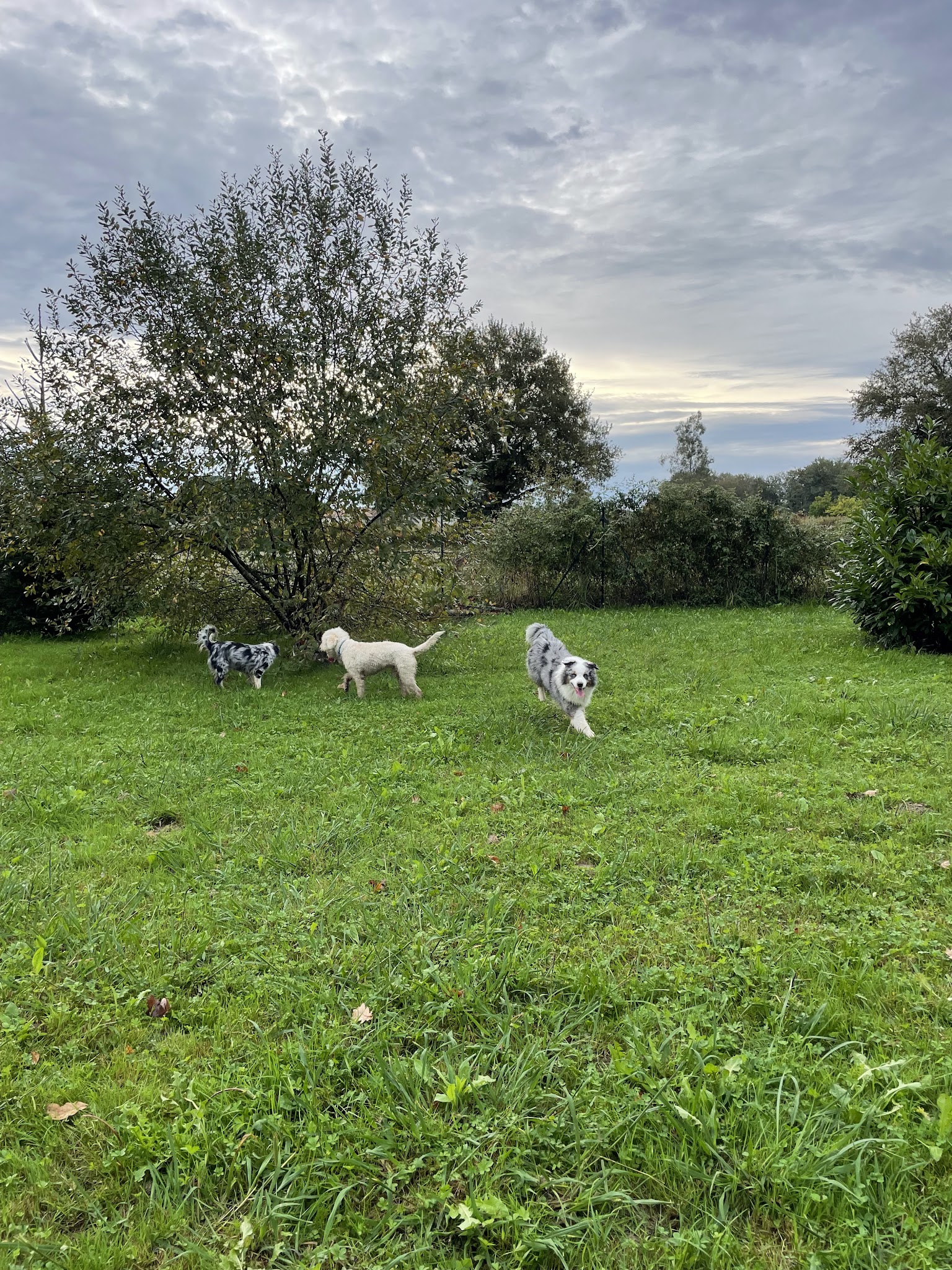 Pension Canine du Clair Soleil — photo