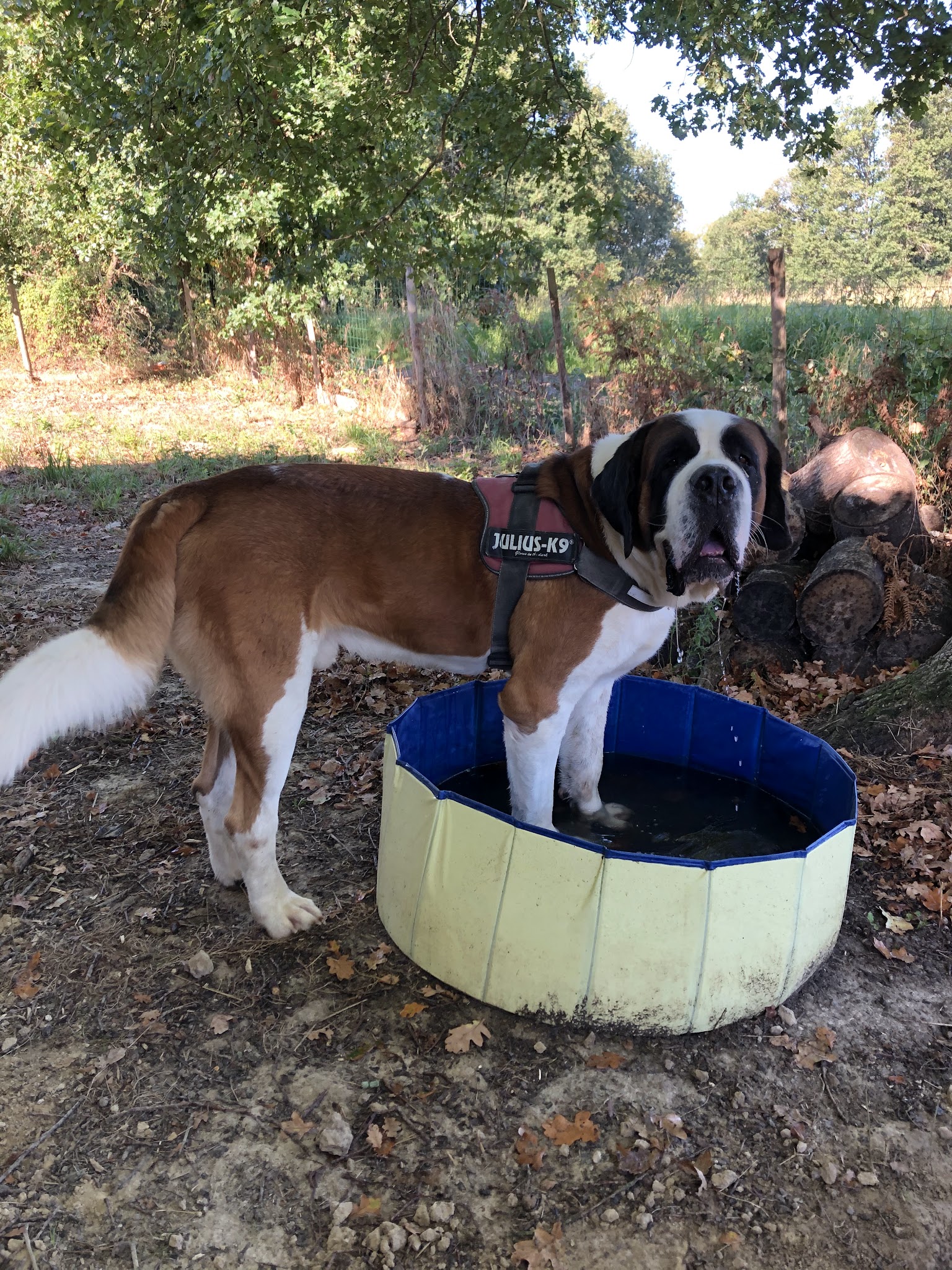 Pension Canine du Clair Soleil — photo