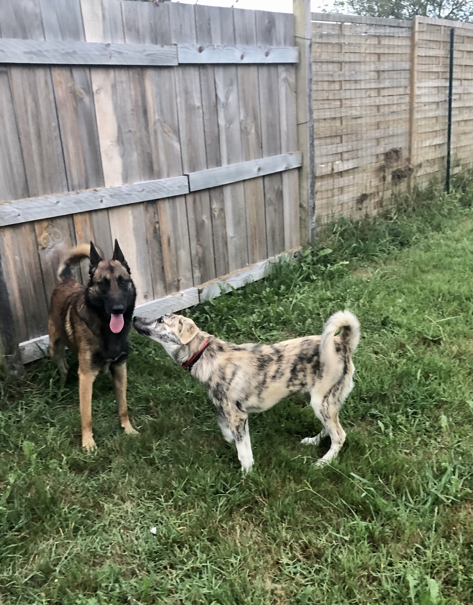 Pension Canine du Clair Soleil — photo
