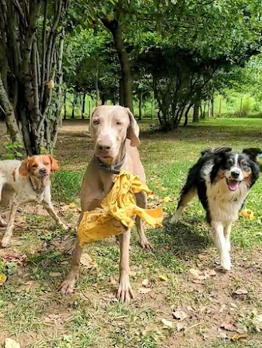 La pension de Sirius - Pension canine à Moissac