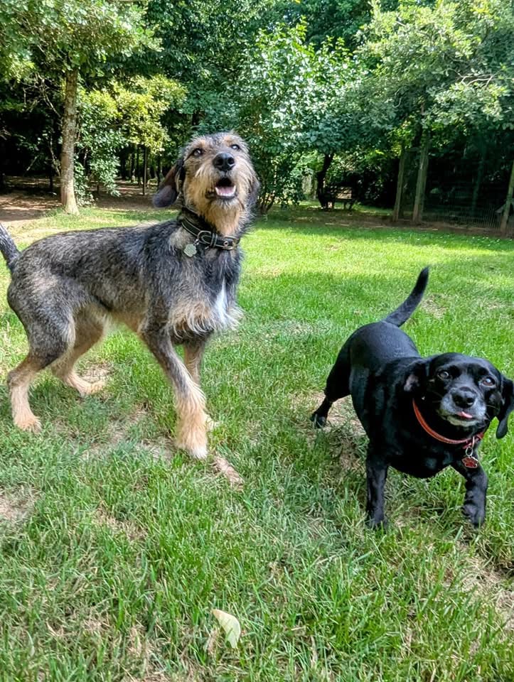 La pension de Sirius - Pension canine à Moissac — photo