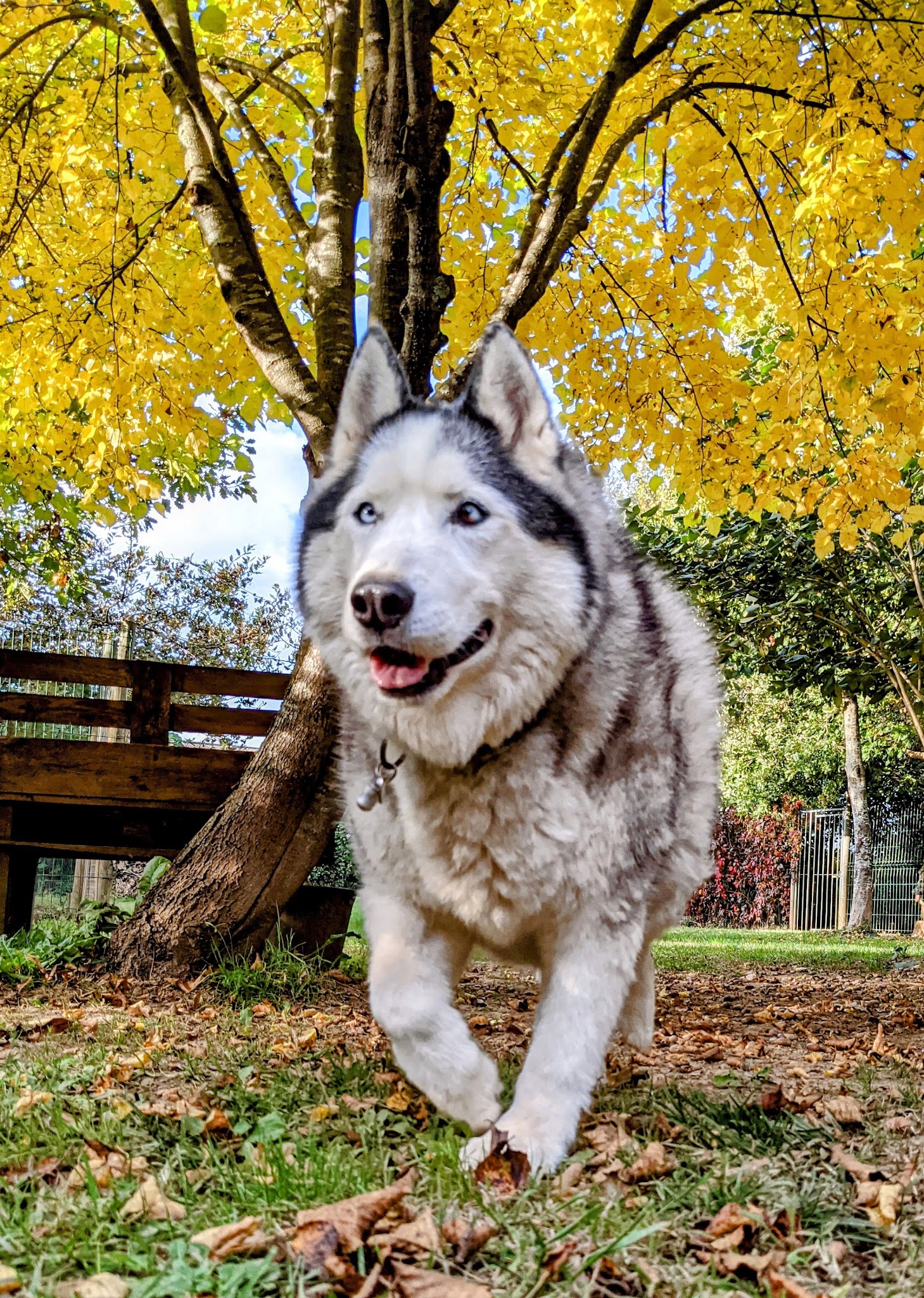 La pension de Sirius - Pension canine à Moissac — photo