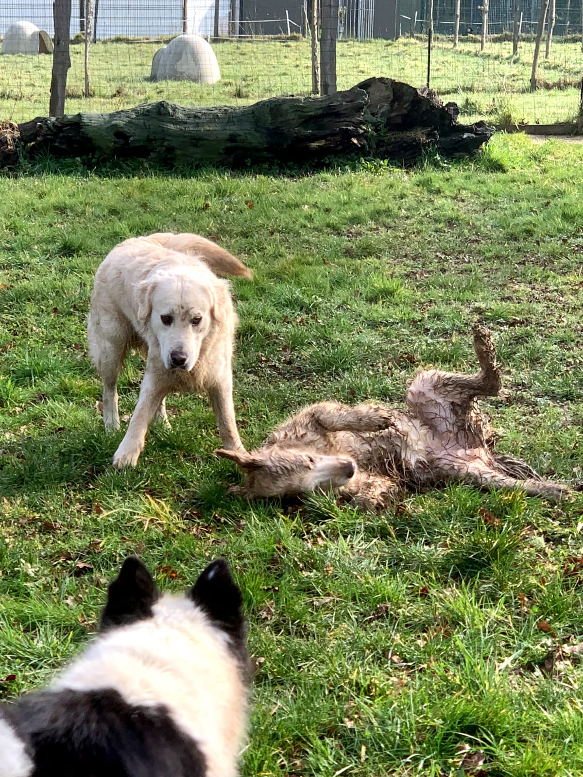 Éducation et Pension Canine du Brivet - Domaine Canin du BRIVET — photo