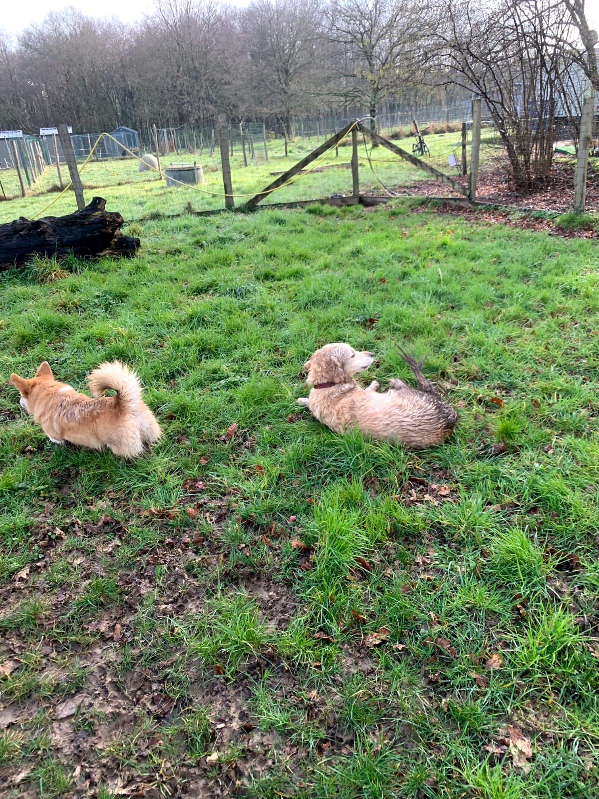 Éducation et Pension Canine du Brivet - Domaine Canin du BRIVET — photo