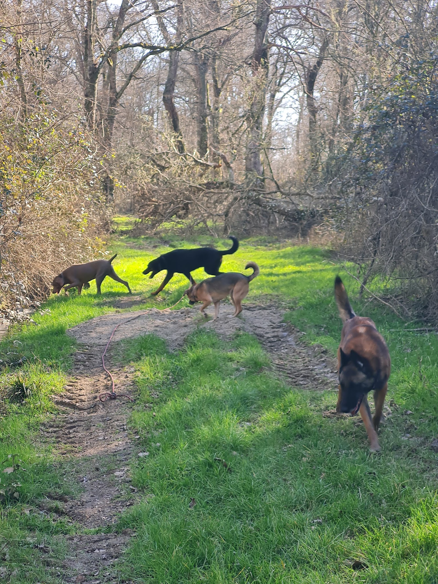 Pension Canine Au Coeur Des Pattes — photo