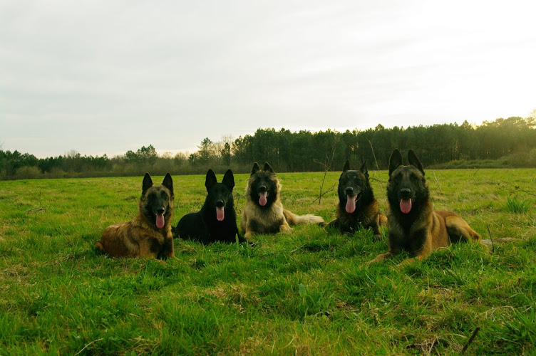 Pension Canine Au Coeur Des Pattes