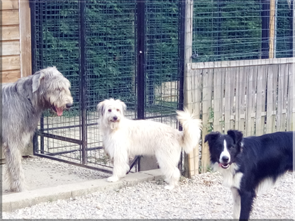 DEC Pension Canine — photo
