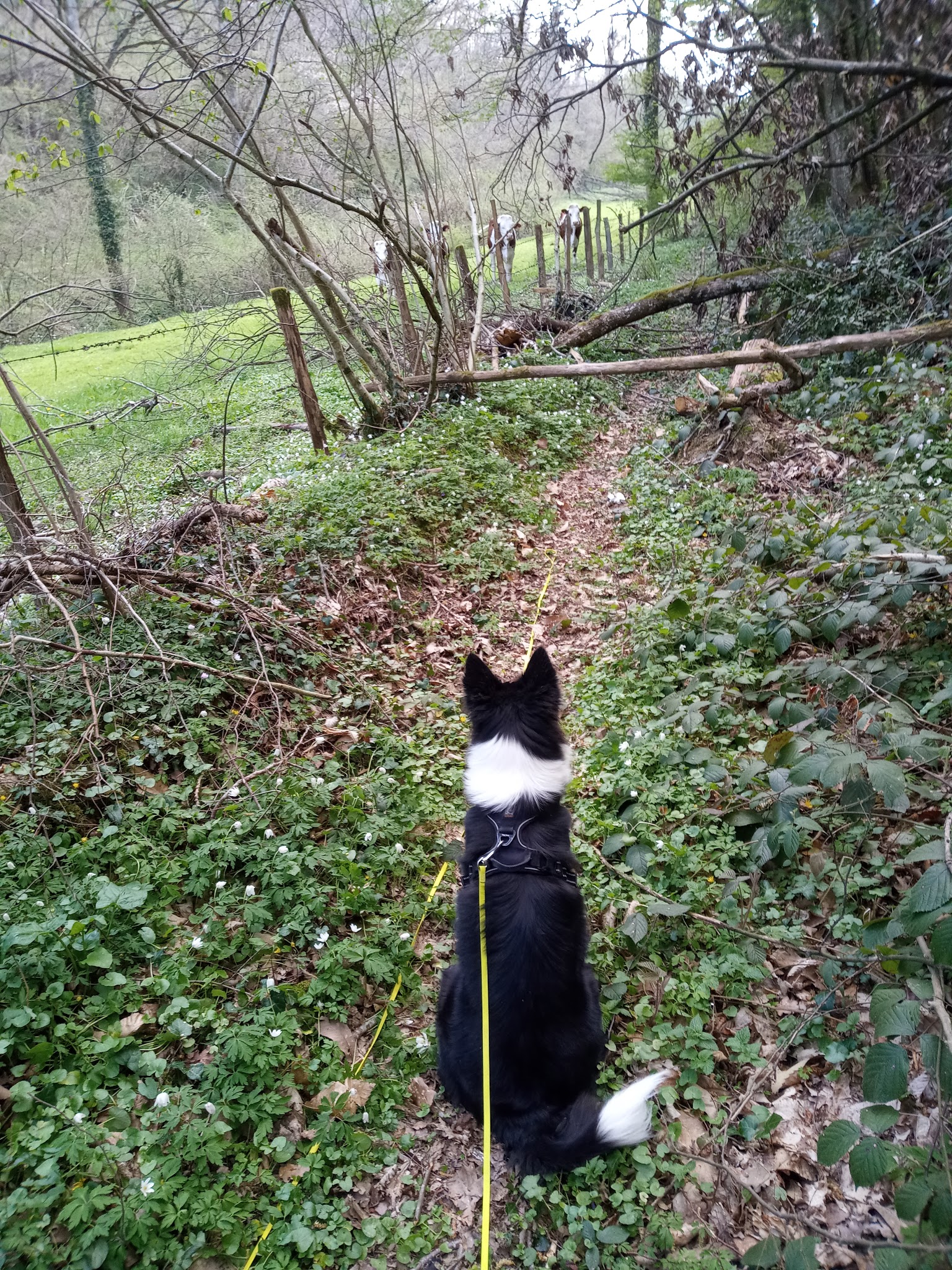 DEC Pension Canine — photo
